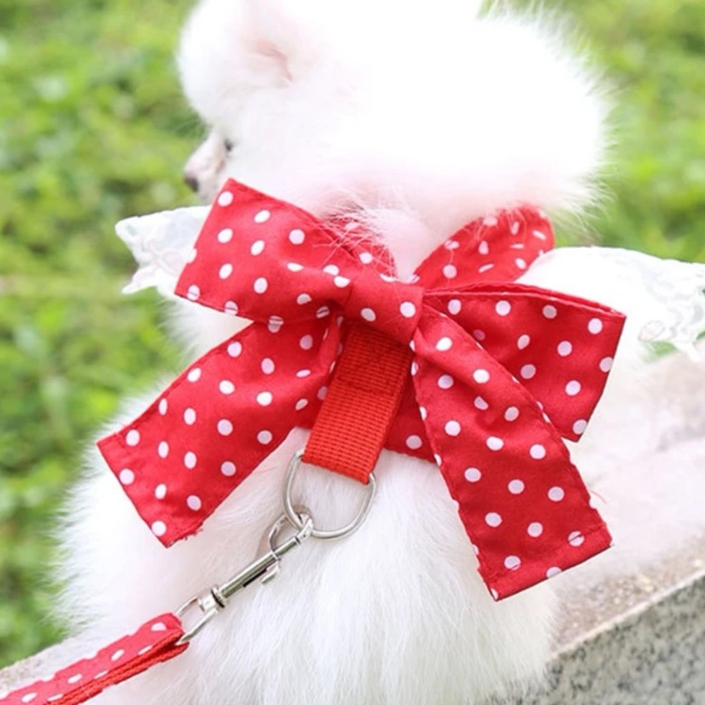 Small Dog Halter and Leash NEW